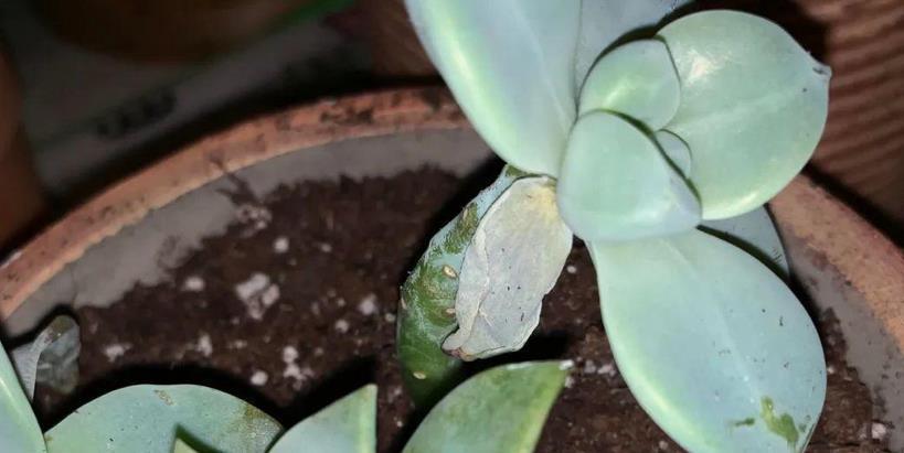 光照|8月养多肉植物,日常盆栽多注意这3点,茎叶不受牵连,唰唰掉