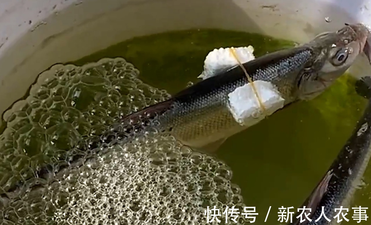 广东一男子野钓收获翘嘴鱼，接下来一番神操作，颠覆了众人的认知