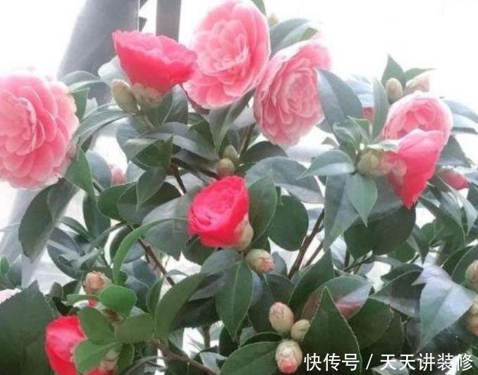 自带“福运”的3种花，开花漂亮财运来，枝头窜满花苞，美