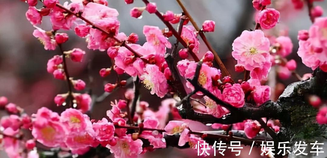 农历九月十八霜降后,养什么花?家里养3种花,身体康健平安喜乐