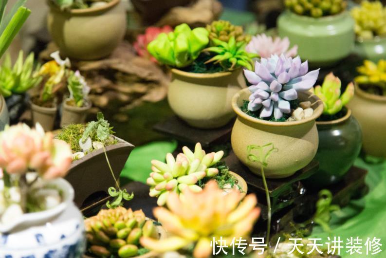 土壤|盆栽养殖多肉,天热更该旱养,不然烂根问题多