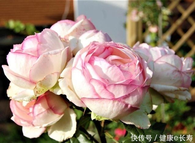 25个抗性超好的月季品种,又好养开花有多,新手好养适合盆栽!