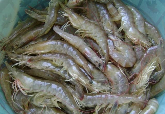  做白灼虾时，什么时候下锅很重要，别不在意，做错虾不鲜腥味重