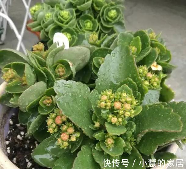 花苞|秋季养长寿花要注意什么，养护很重要，千万要注意