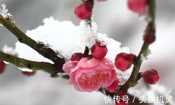 冰雪$冰雪林中著此身，不同桃李混芳尘——梅花风骨，一枝独开天下春