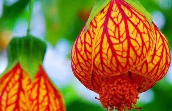 阳台最适合养的4种花，一年四季开花不断，阳台开成花海！