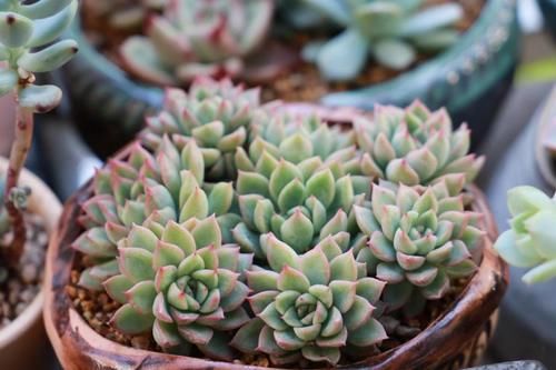 三月份养女雏，做好“1翻2扦3养”，一盆变多盆，盆盆都漂亮