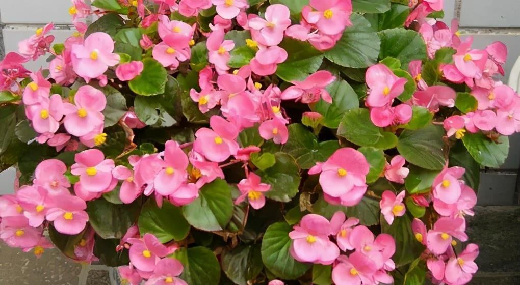 生长期|树荫下别空着,种上5种花,观叶赏花美极了,适合新手