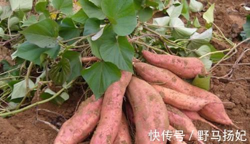菠菜|得了高血压，晚上常失眠不用慌，试3个方法，吃3种食物，改善睡眠