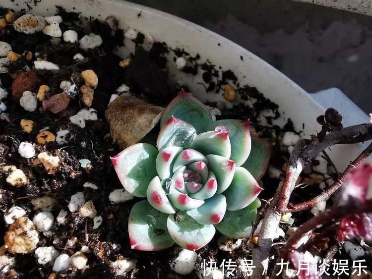 佛系养肉人生活明朗,多肉可爱,唯适者生存!