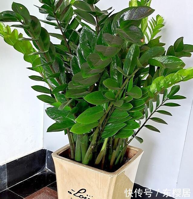 7种健康花，建议至少养一盆，格调高净化能力强，很实用