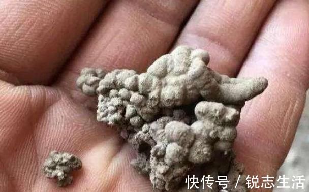 花友们|养君子兰，用上这“2种肥”，比什么淘米水、黄豆水强“100倍”