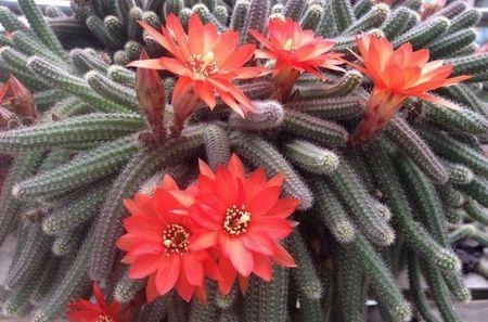 60岁的他，退休只养仙人球，10个品种，开花比月季还漂亮