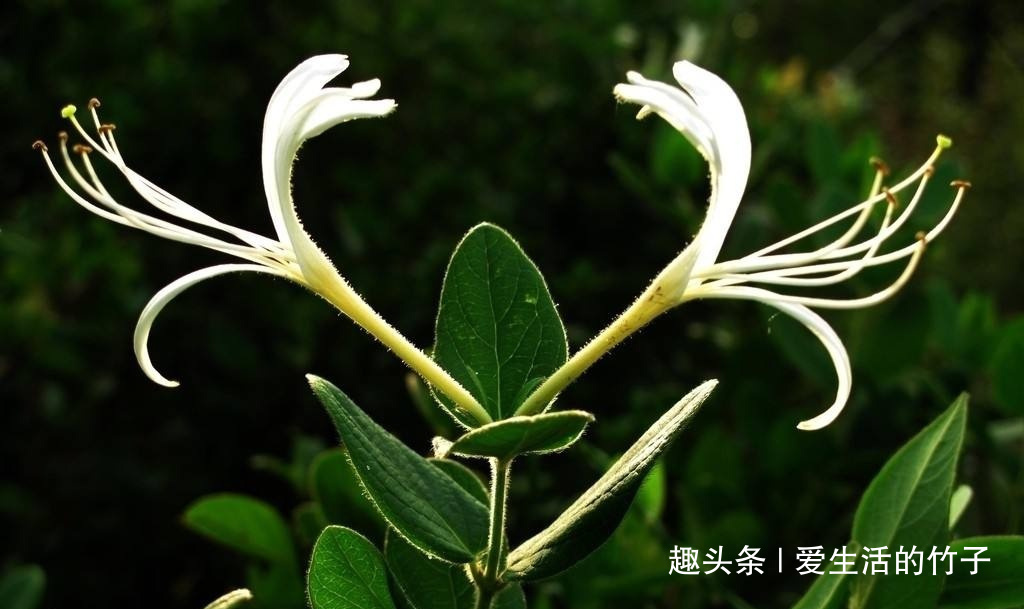 金银花和山银花的区别，认识一下，根据需要，可以区分就好