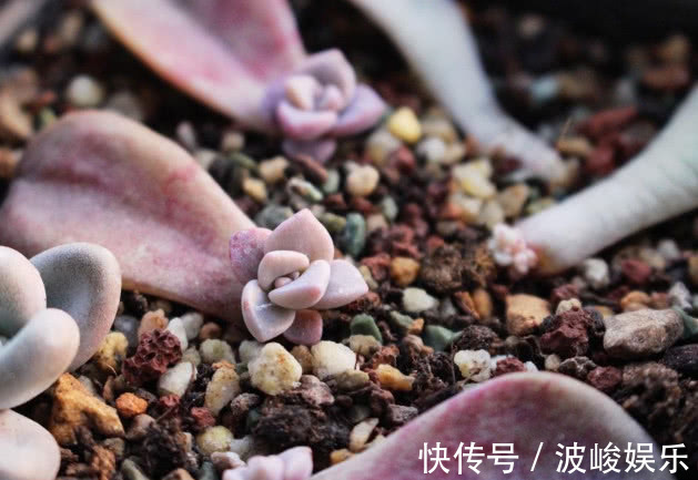 多肉叶插总是不成功叶插多注意3个方面,叶插也能轻松存活