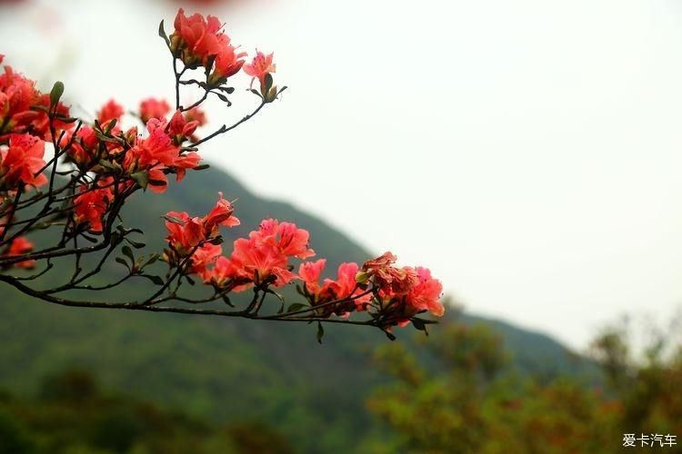 杜鹃花开芬芳自来。