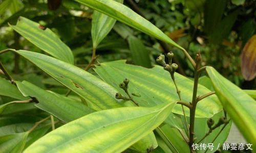 这种神奇的树,它的果子没人吃,树皮能补肾一斤300很抢手