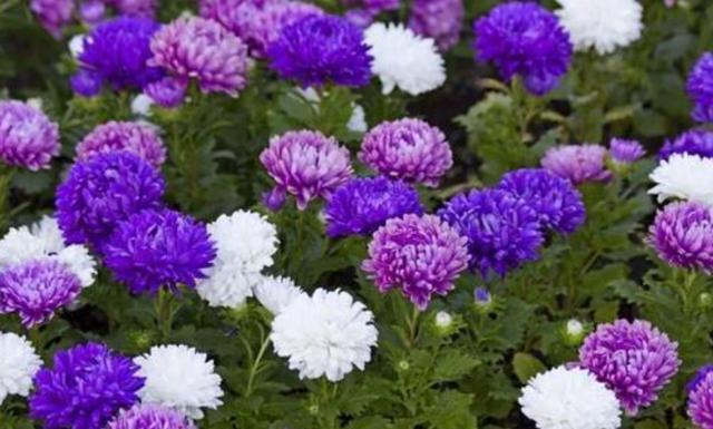 元素|养花肥料“花多多”种类多，养花只需“4种”，不用再买其他肥料