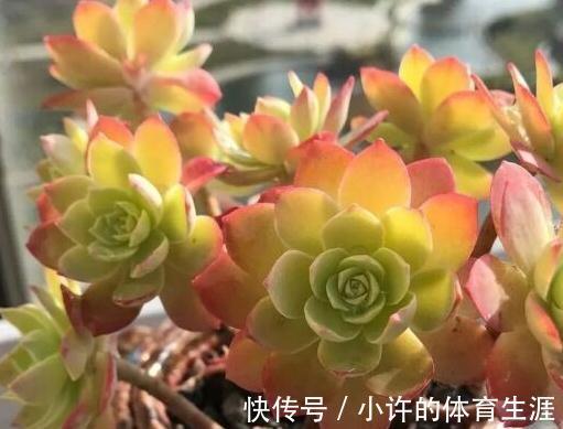 多肉薄化妆养护注意4点,叶色呈现靓丽的粉红色