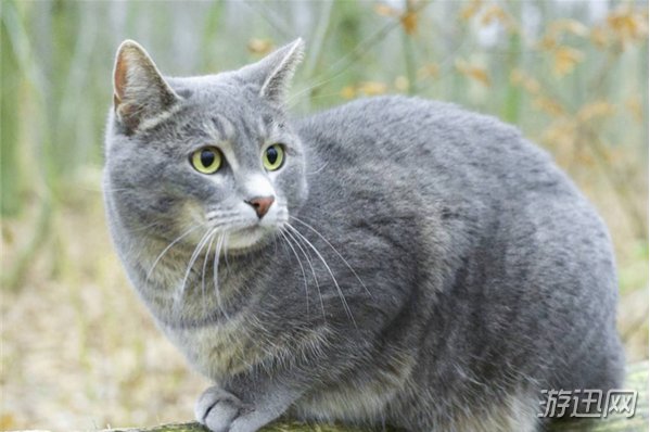 阴阳师九命猫信物图片有什么 阴阳师九命猫信物图片分享 快资讯