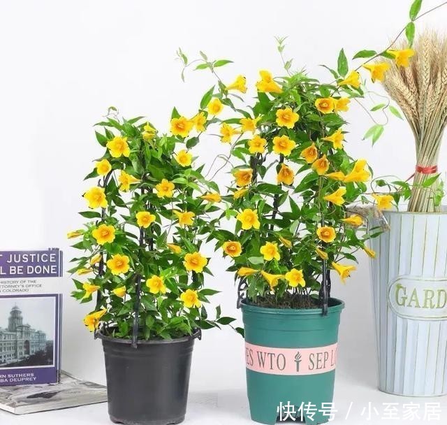 花朵|冬天养几盆法国香水花,开花香又漂亮,比喷香水还好闻!