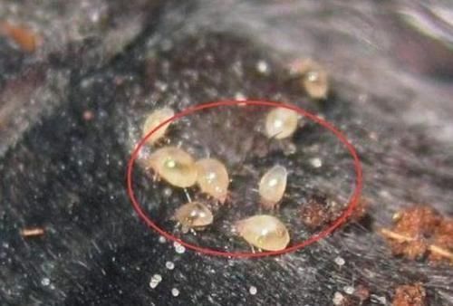 原来螨虫最怕的是这个,床上放一些,螨虫断子绝孙,绝不含糊