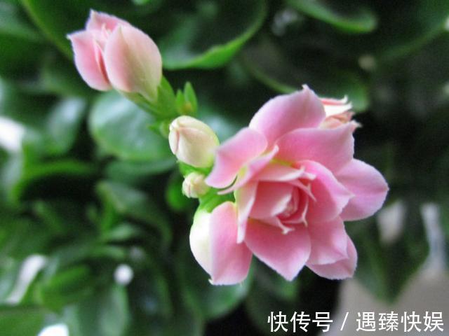 长寿花17个品种，个个都是爆花机器，谁见了都夸！