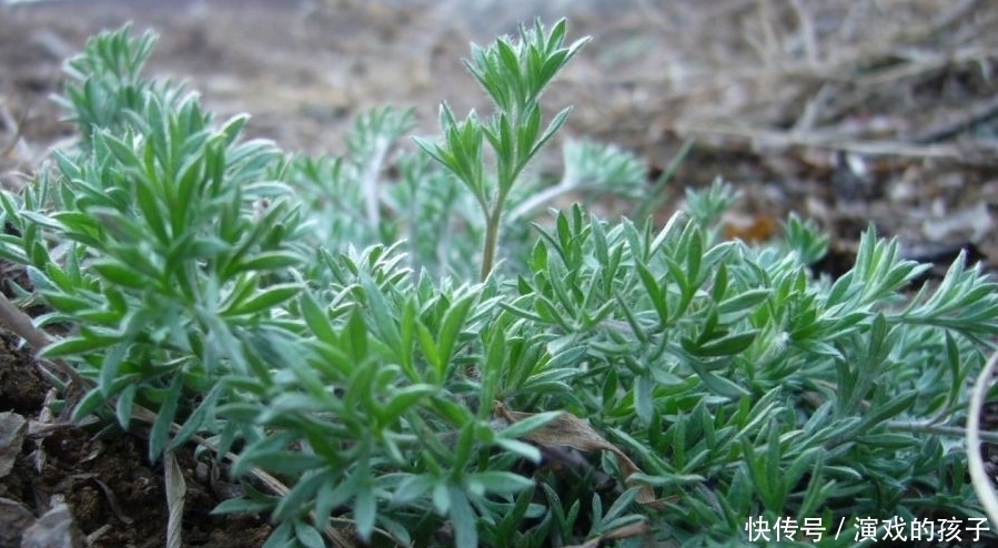 常见病|这种农村的野草能治黄疸型肝炎,还有抗炎和降血脂的功效