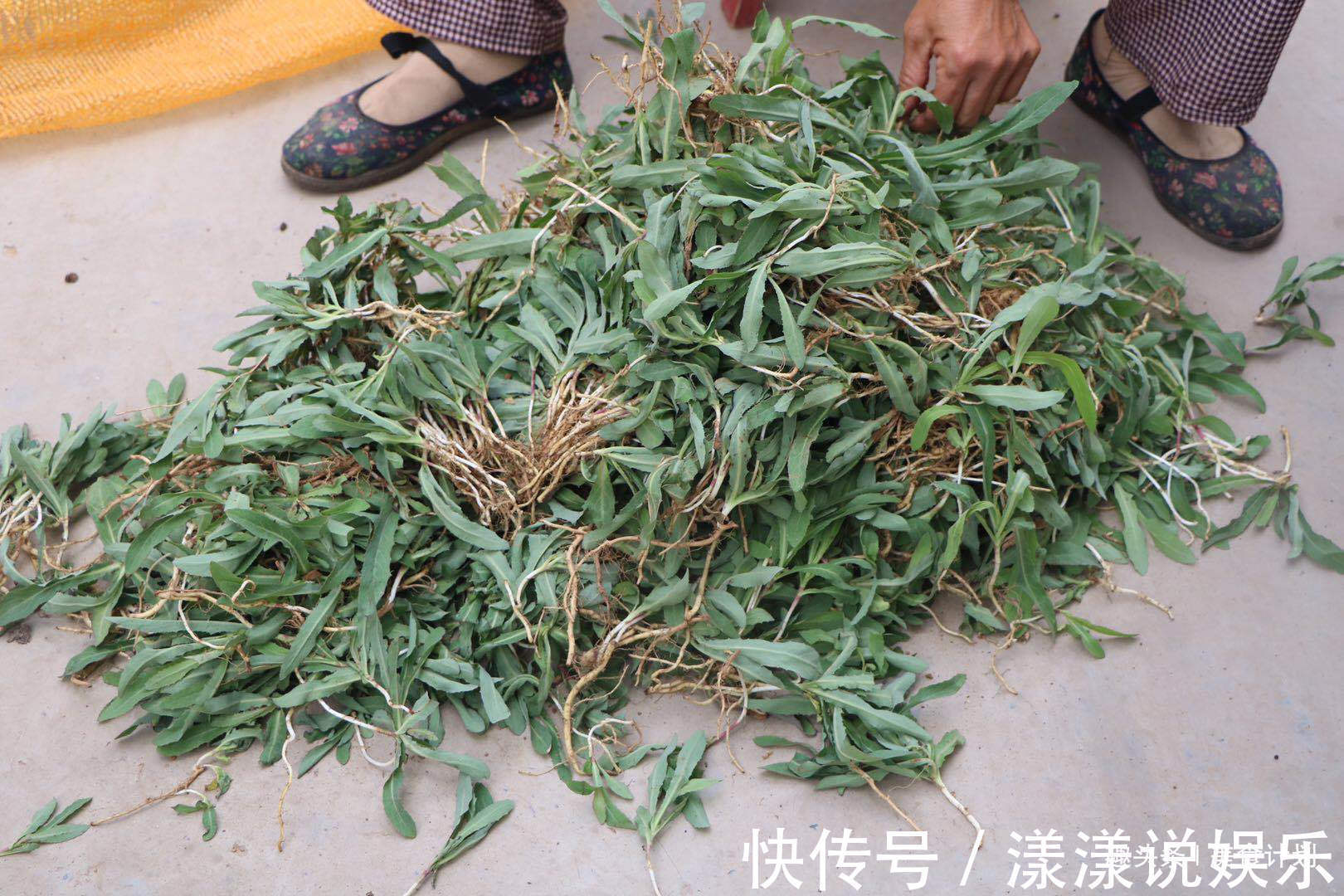 甜苣菜|浑身都是宝的菜,很多人当成草,简单一拌就上桌,清热解毒胜良药