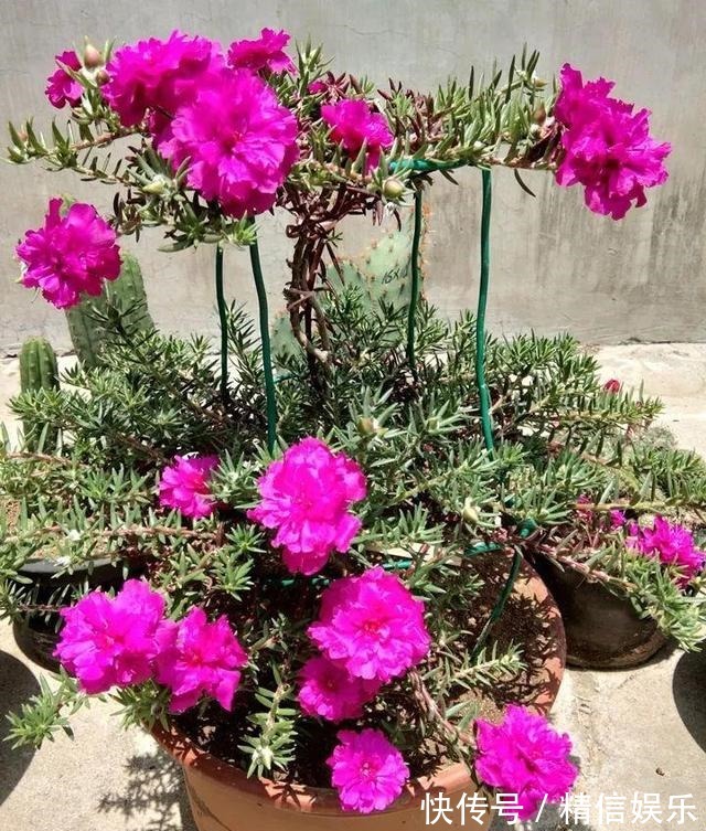 路边挖棵“太阳花”,学会2招,养一年变“老桩”,能开多色花