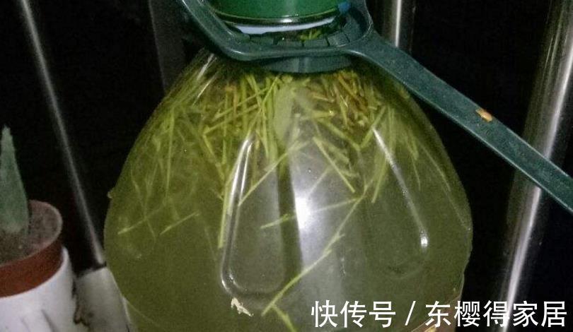 花友们|柳树全身是宝,取些枝条自制生根水,养花人轻松省下买肥钱