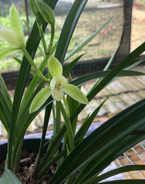 春天养兰花要学会“4变”，越变苗越多，还长得格外壮