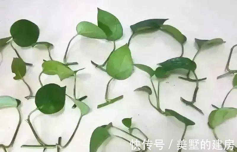 太阳花|6种“漂亮花”，七月快扦插，38度下，越热越生根，繁殖几十盆