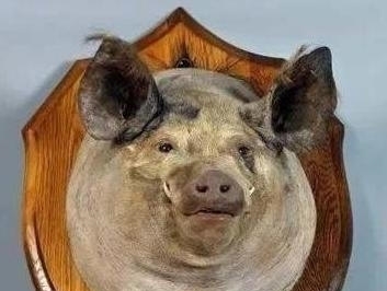 猪头|英帝国博物馆,为啥珍藏着一只猪头?被称之为最特别的战利品