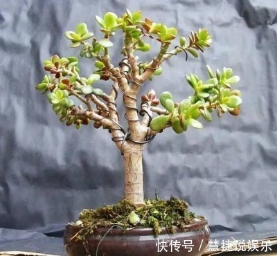 这花10块钱买一盆,养2年变老桩,叶子密、开花旺,每家都有