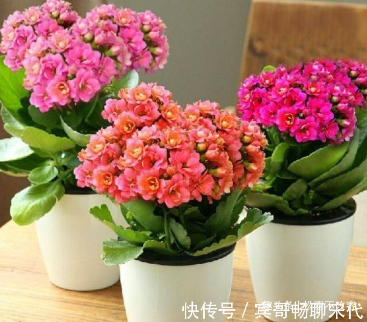 阳台养此款花卉，一条枝上千朵花，花开繁盛惹人爱，绚丽夺目