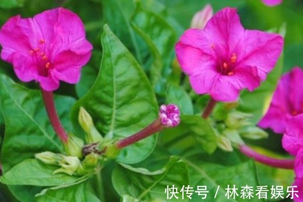 小喇叭花|小时候拿来当耳环的“小喇叭花”,价值却极高,妇科男科都绕着走