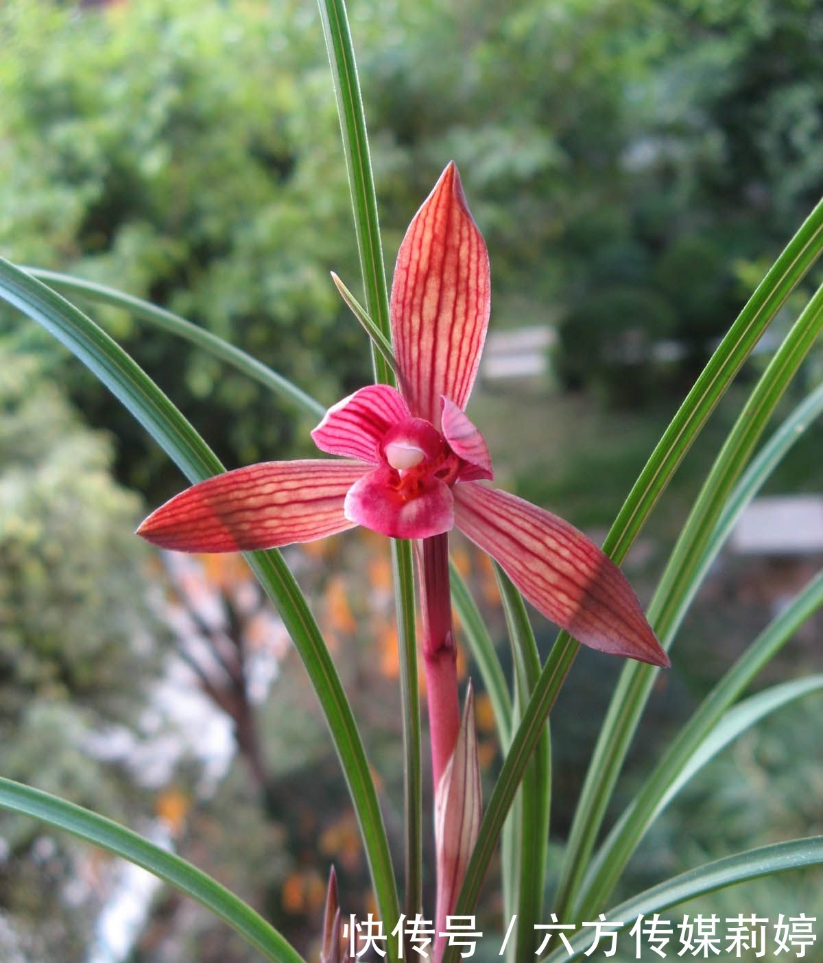 鲜艳|春兰顶级红素“醉红素”,花色鲜艳,香味扑鼻,集众多优点于一身