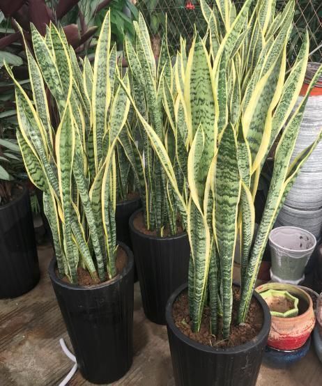 花卉|2种绿植花,是“净化之王”,室内养2盆,什么甲醛都没了