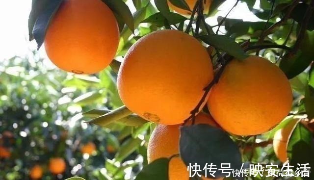 花生瓜子|女人若不差钱，建议少吃花生瓜子，多吃这几种水果，对皮肤有好处