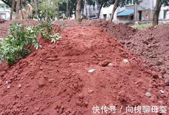 户外挖“2种土”养花，君子兰长得像“大白菜”，茉莉花“爆盆”