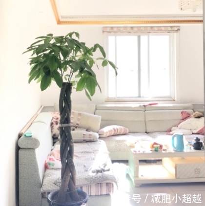 寓意好的发财树,这么养护,叶片不发黄!