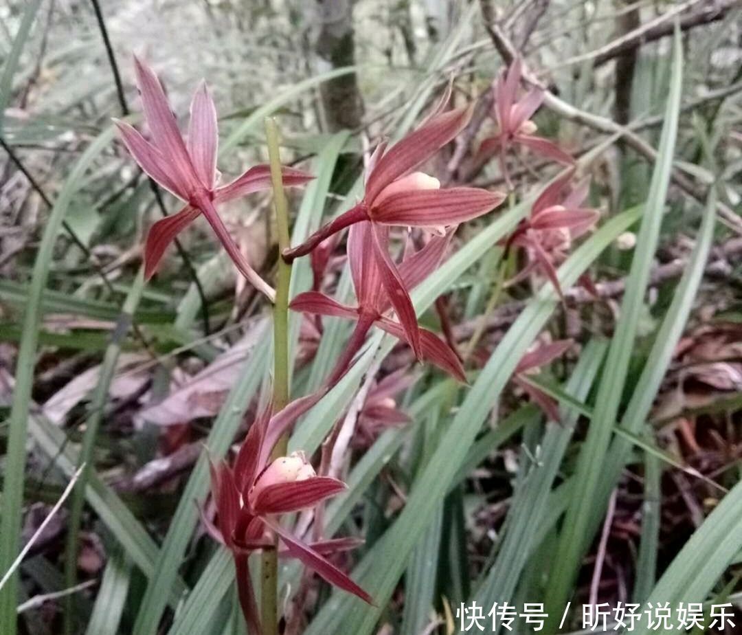 秋季养墨兰，做不到3点，春节开花是做梦，秋季花芽破土很关键