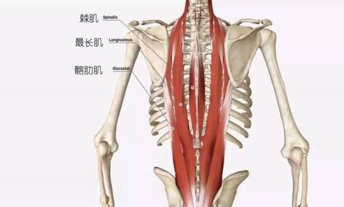 冈下肌|上肢肌肉的解剖，功能、起止点，介绍！（干货收藏）