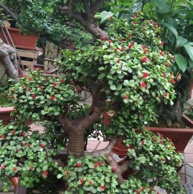 盆景|金枝玉叶做盆景这么养,大盆,肥水常伺候,个子蹭蹭长