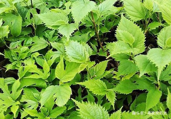 李时珍|农村常见的一种树,可以壮筋骨,助阳气,补虚劳,早知早受益