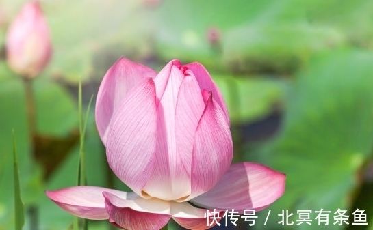 福瑞|11月上旬，4属相气势如虹，桃花上上签，生活苦尽甘来