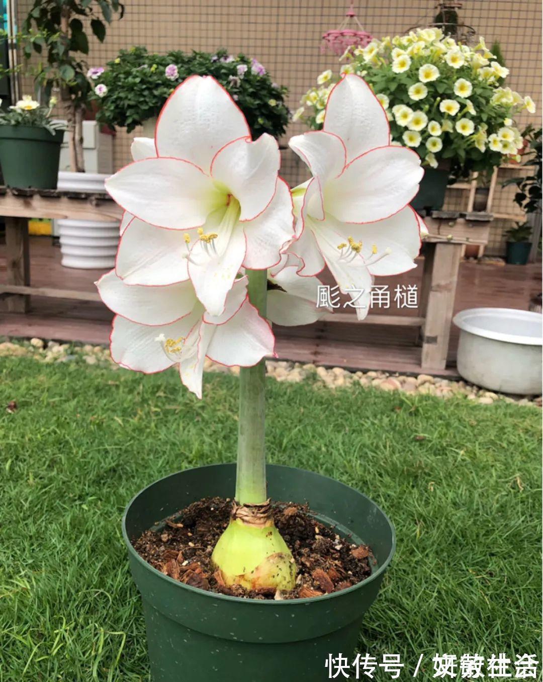 家里养盆朱顶红,开花个个比脸大,牛年养它“注定红”!