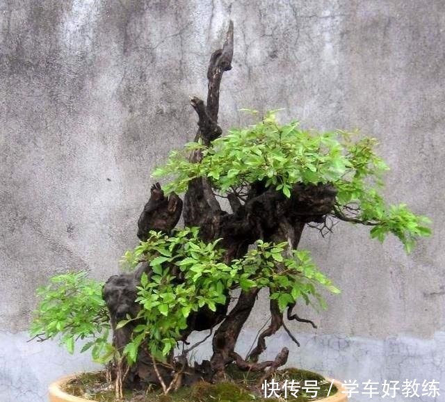 人说农村黄荆“不值钱”,放牛娃天天挖,说做成精品盆景就值了!