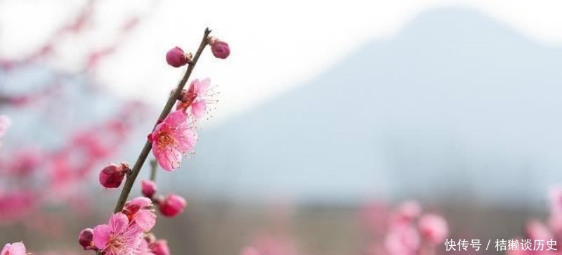 写得极为|陆游78岁时写下的这首咏梅诗,同样很经典,写出了最悲情的梅花